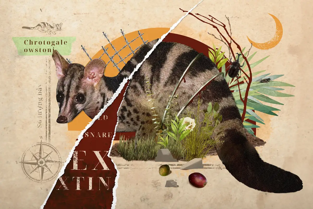 [Graphic] Saigoneer “Owston Civet”